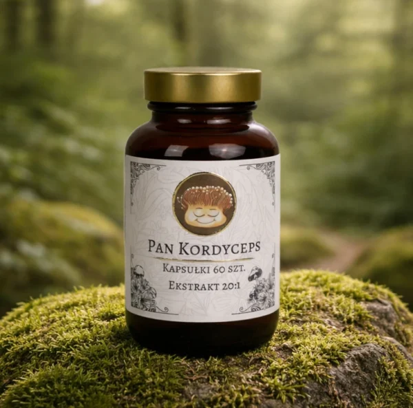 Słoiczek kapsułek Cordyceps militaris (maczużnik bojowy) ekstrakt 20:1 – 60 kapsułek, na omszonym kamieniu w lesie